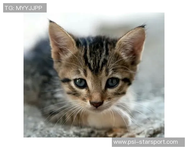 足球狒的奇妙世界探秘与它们在生态中的重要角色